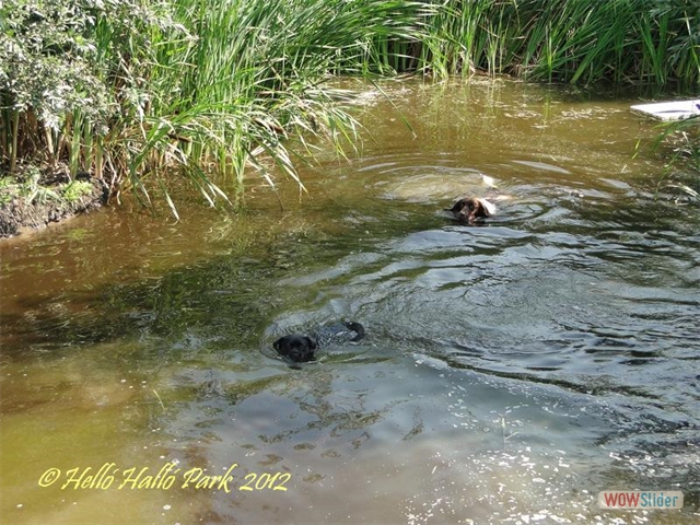 57 Hondjes lekker zwemmen in ons meertje