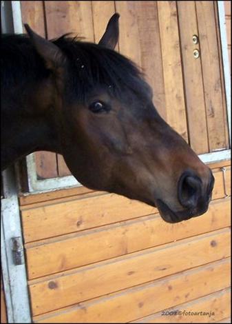 Paard Kaspar onze super Paard