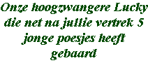 Poesjes katten HelloHalloPark Hongarije vakantie camping en manege