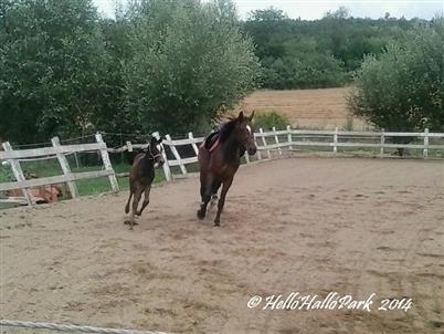 Onze Paarden Gizi and little Szila, Hellohallopark Hongarije camping en manege paardrijlessen en buitenritten